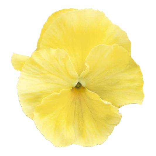 Viola x wittrockiana Inspire® Plus Lemon   | Spring or Autumn Pansy therapyofflowers.com