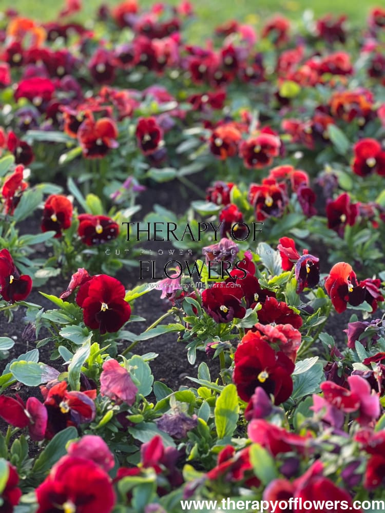 Viola x wittrockiana Inspire® Plus Red Blotch | Spring & Autumn Pansy ...