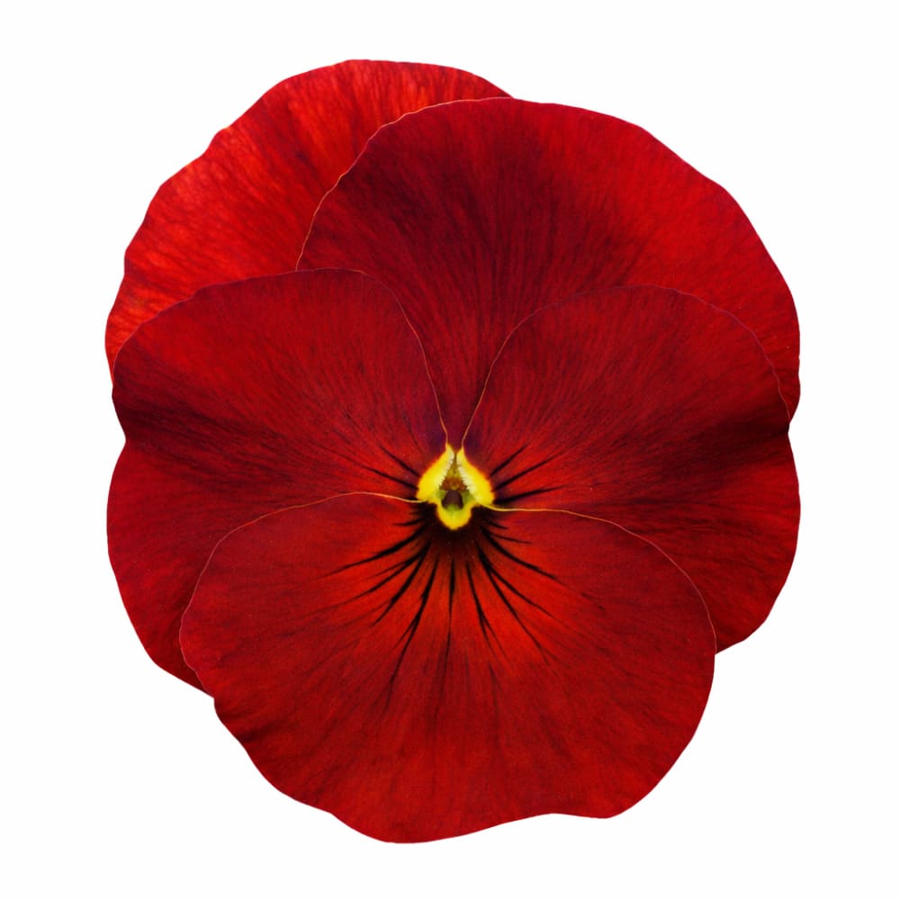 Viola x wittrockiana Inspire® Plus Scarlet F1 | Spring or Autumn Pansy therapyofflowers.com