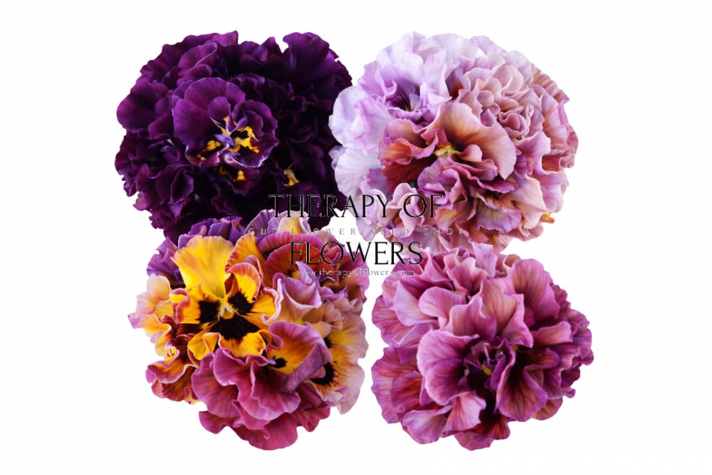 Viola x wittrockiana Moulin Rouge Mixed F1 | Pansy - 25 seeds / 20–25 cm / Burgundy, yellow, purple, and hints of soft