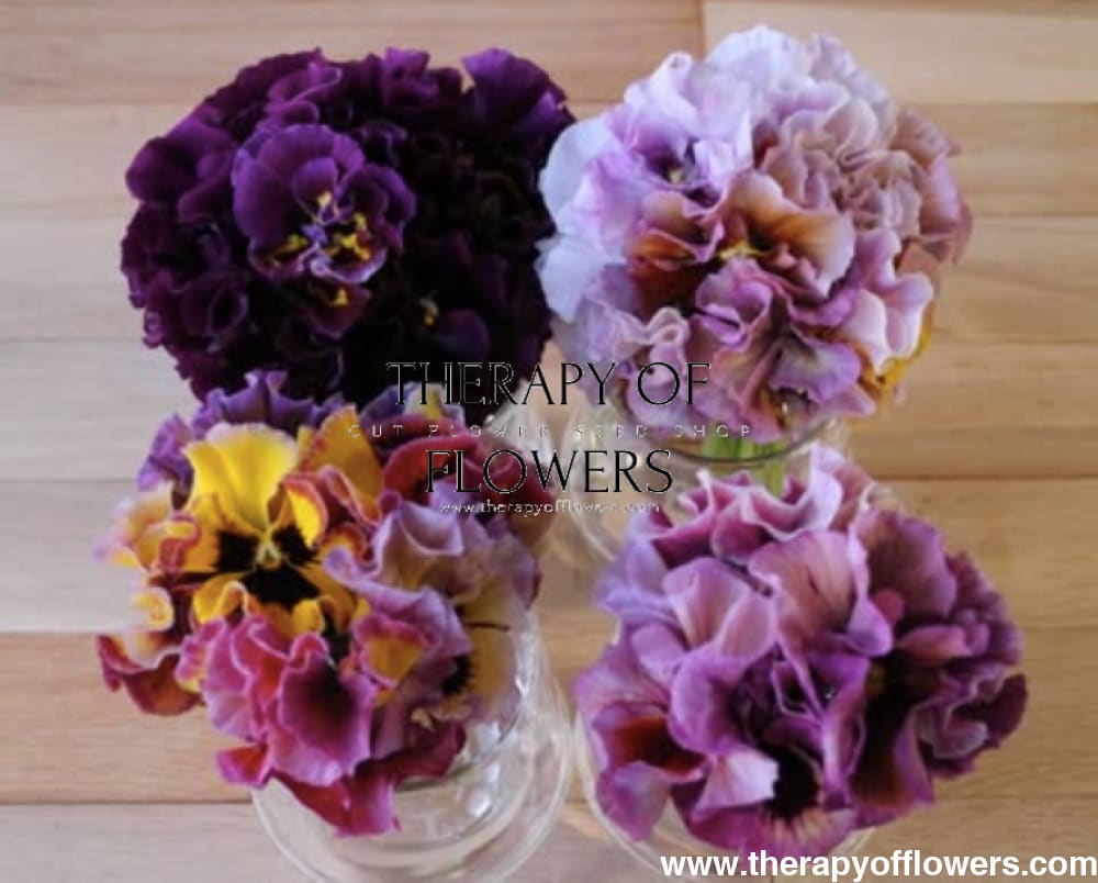 Viola x wittrockiana Moulin Rouge Mixed F1 | Pansy therapyofflowers.com