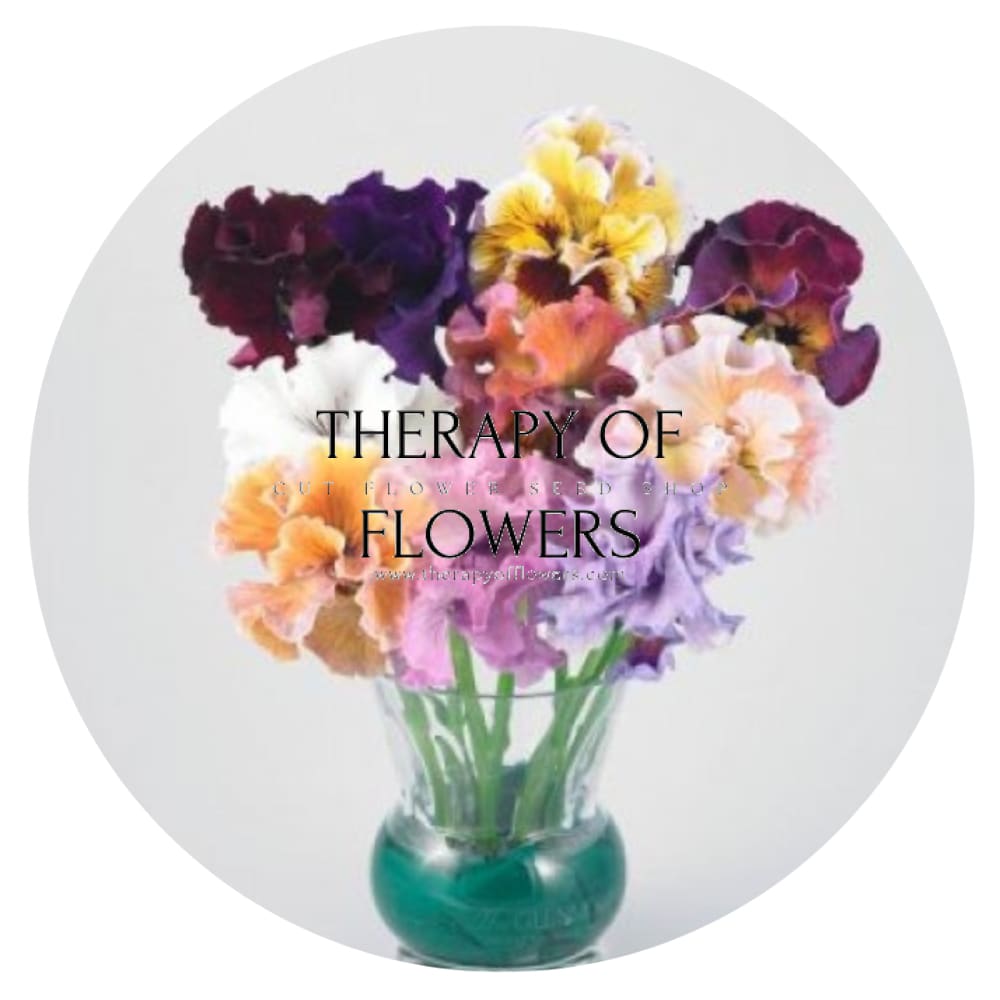 Viola x wittrockiana Moulin Rouge Mixed F1 | Pansy therapyofflowers.com