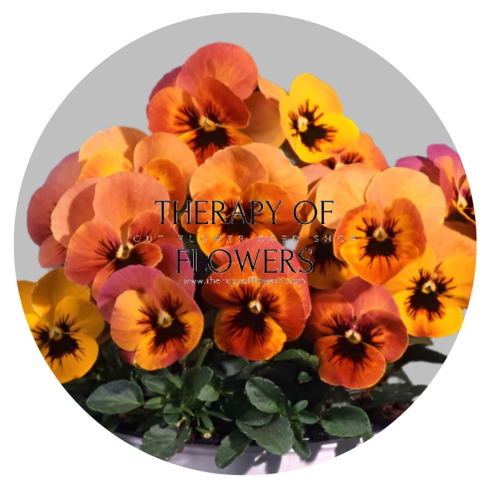 Viola x wittrockiana Pandora Flembè F1 | Pansy therapyofflowers.com