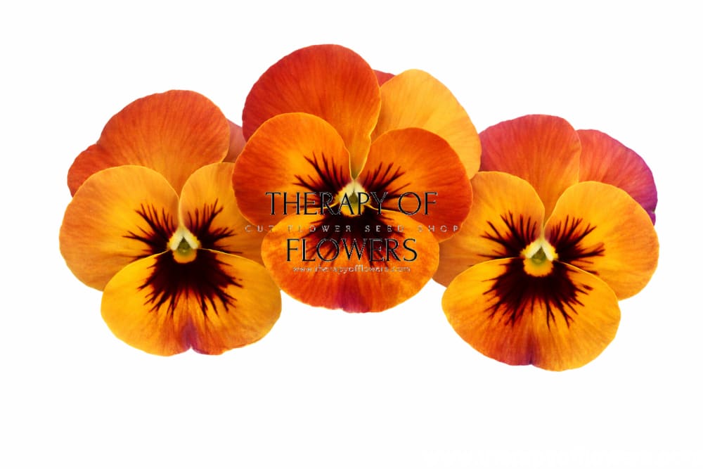 Viola x wittrockiana Pandora Flembè F1 | Pansy - 25 seeds / 15–20 cm / Warm terracotta tones - seeds
