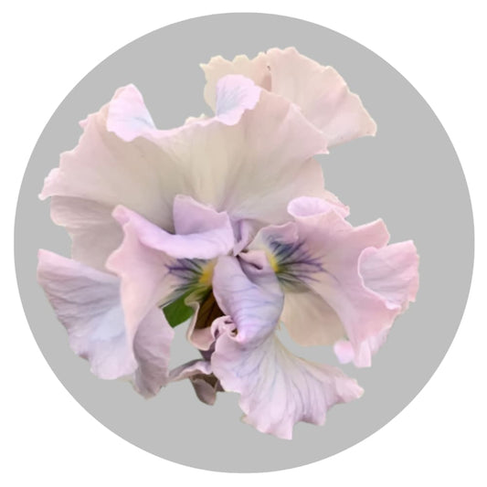 Viola x wittrockiana Sweet Pea Mixed F1 | Pansy therapyofflowers.com