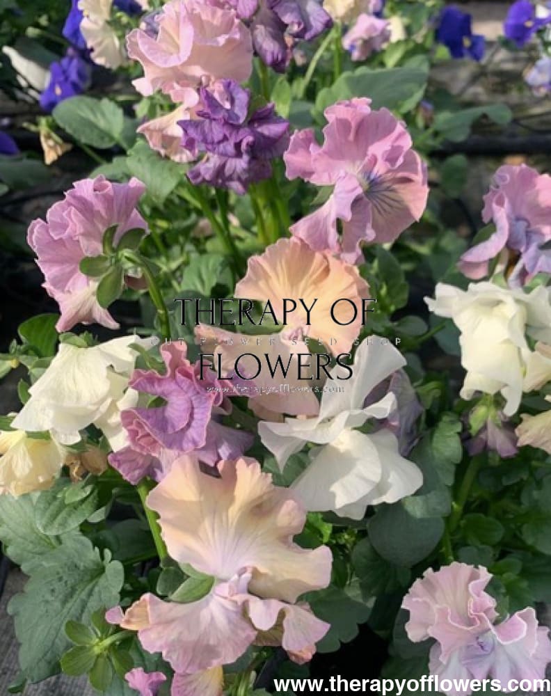 Viola x wittrockiana Sweet Pea Mixed F1 | Pansy therapyofflowers.com
