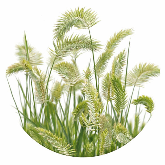 Wangenheimia lima Vulcan | Fine Ornamental Grass therapyofflowers.com