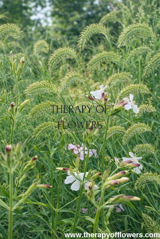 Wangenheimia lima Vulcan | Fine Ornamental Grass therapyofflowers.com