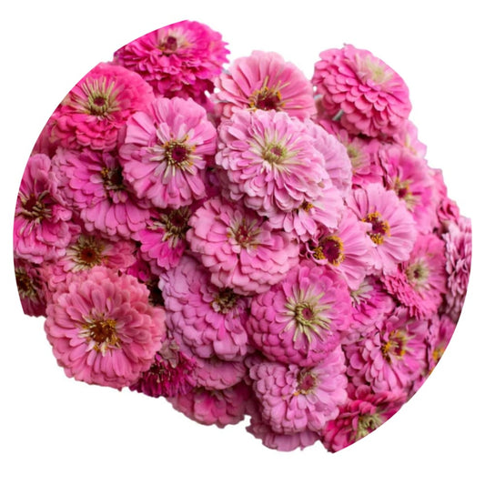 Zinnia elegans Benary's Giant Bright Pink therapyofflowers.com