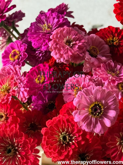 Zinnia elegans Benary’s Giant Bright Pink 20 seeds seeds