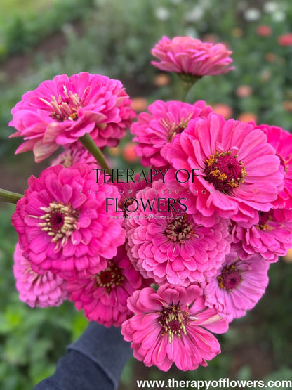 Zinnia elegans Benary's Giant Bright Pink therapyofflowers.com