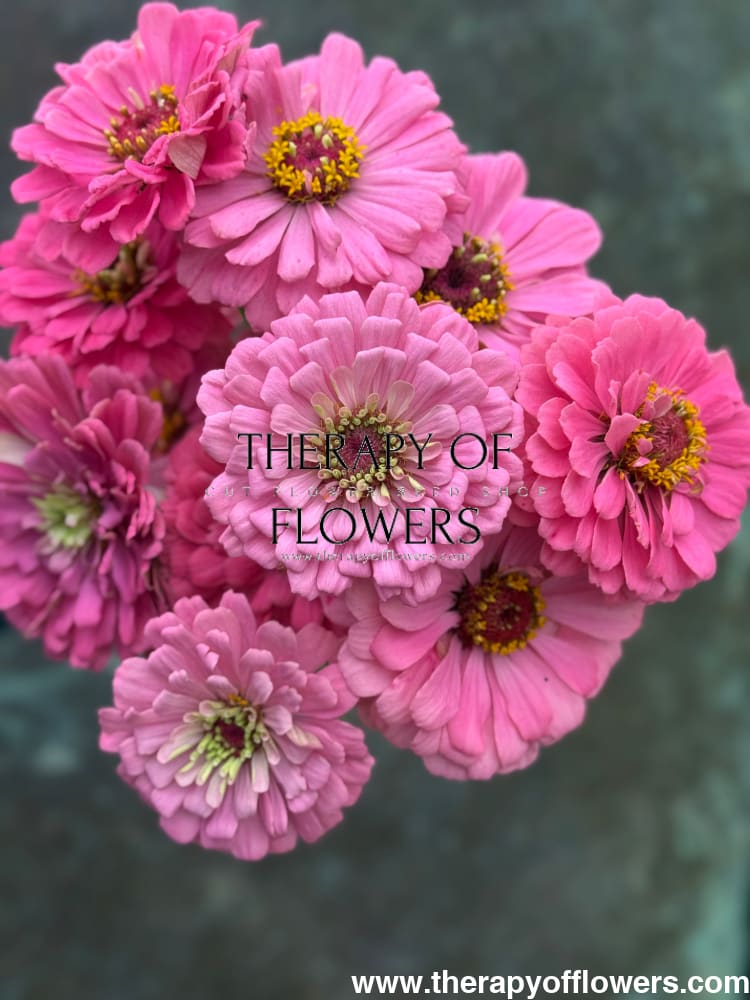 Zinnia elegans Benary's Giant Bright Pink therapyofflowers.com