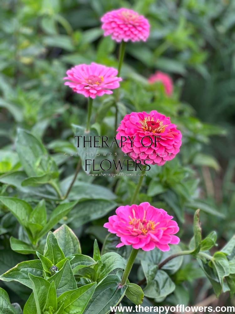 Zinnia elegans Benary's Giant Bright Pink therapyofflowers.com