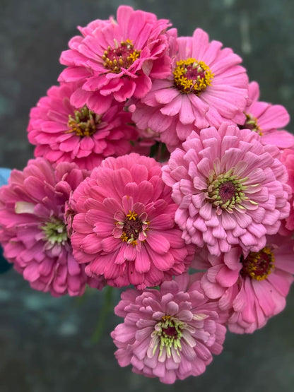 Zinnia elegans Benary's Giant Bright Pink therapyofflowers.com