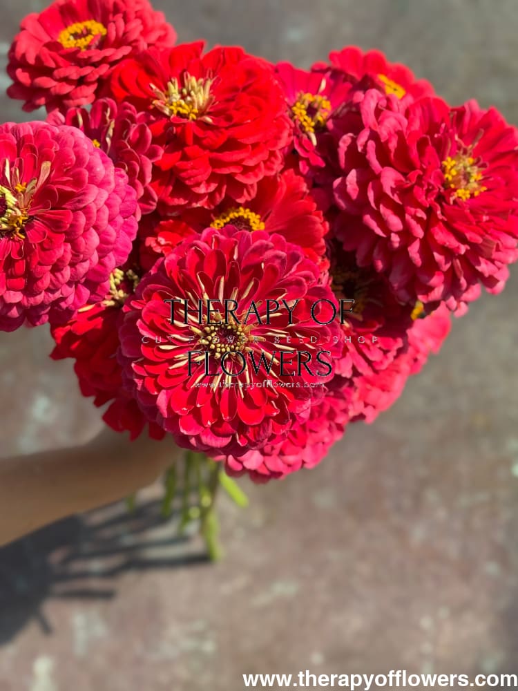 Zinnia elegans Benary's Giant Carmine therapyofflowers.com