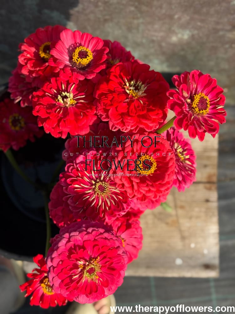 Zinnia elegans Benary's Giant Carmine therapyofflowers.com