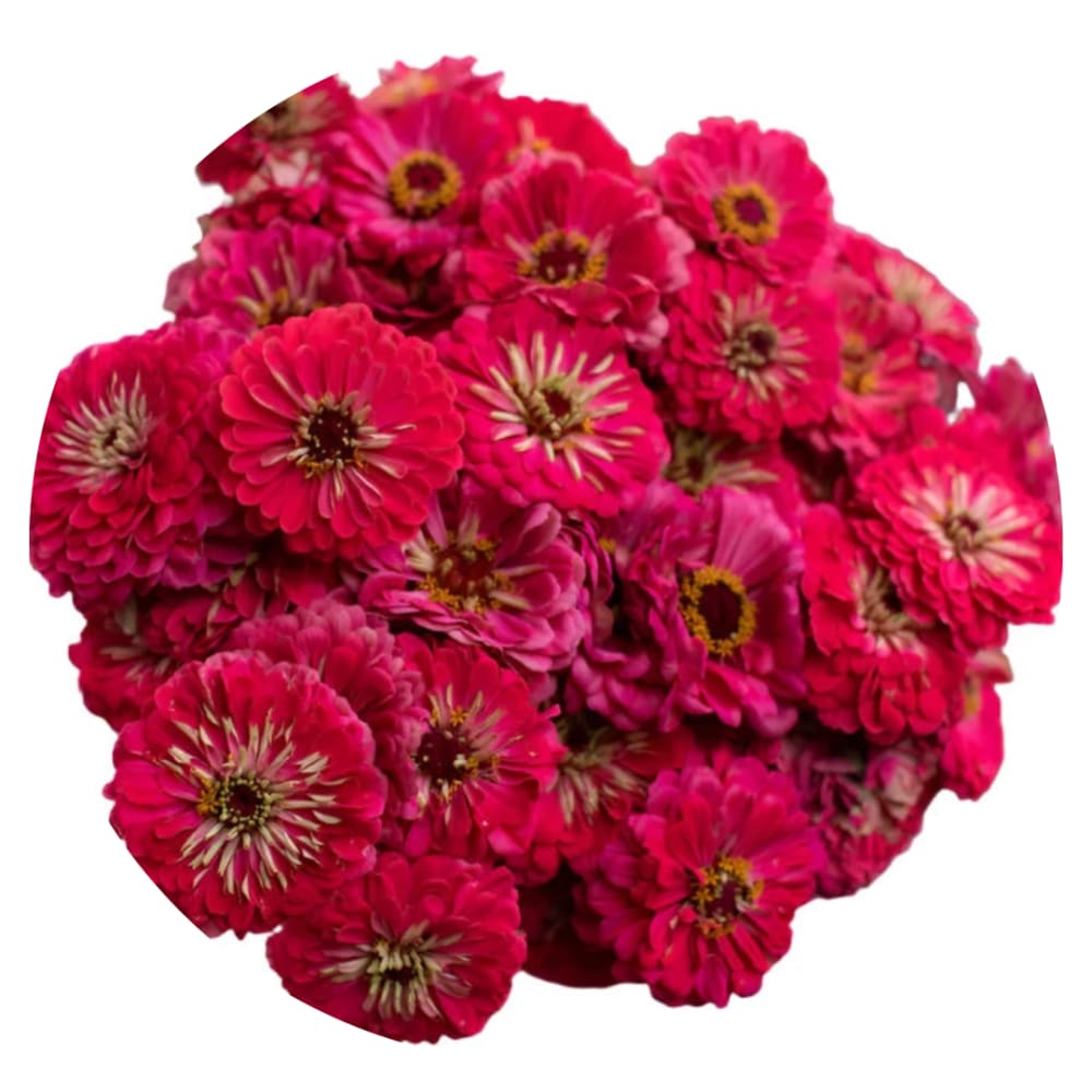 Zinnia elegans Benary's Giant Carmine therapyofflowers.com