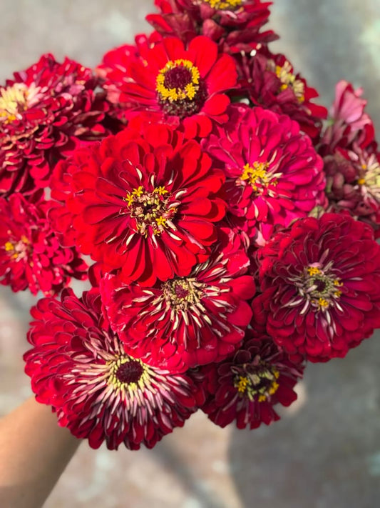 Zinnia elegans Benary's Giant Carmine therapyofflowers.com