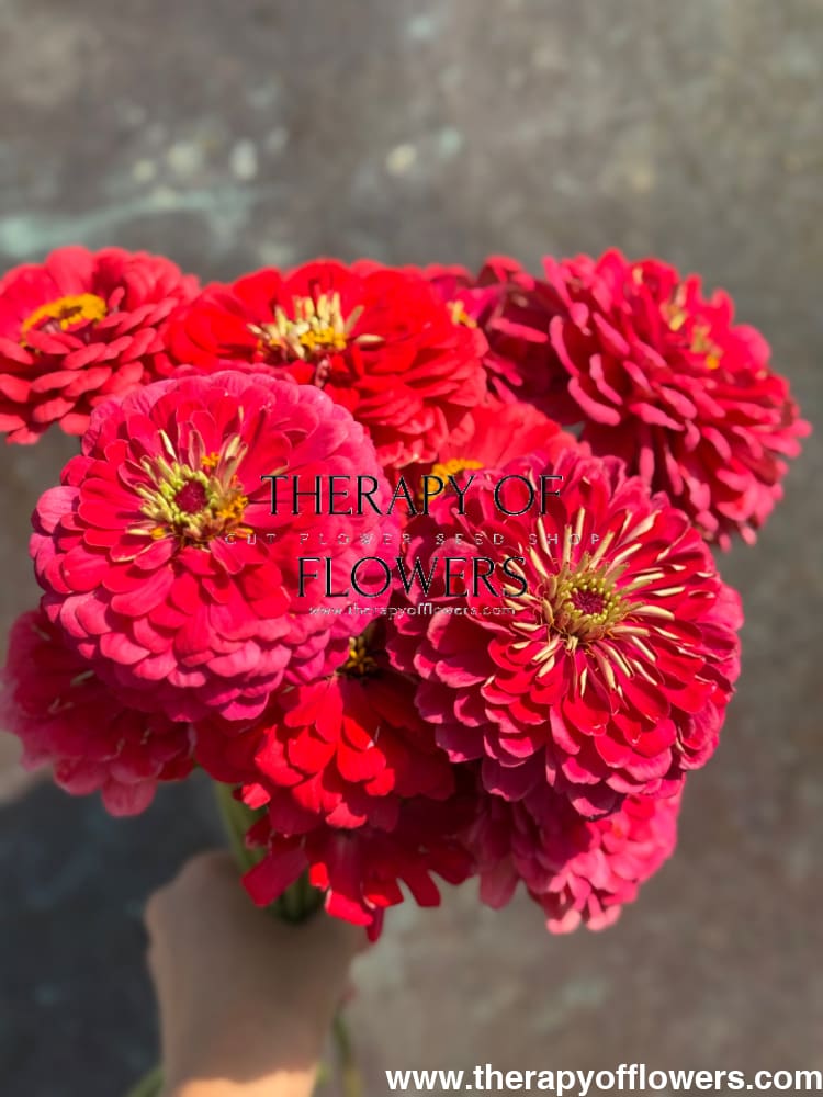 Zinnia elegans Benary's Giant Carmine therapyofflowers.com