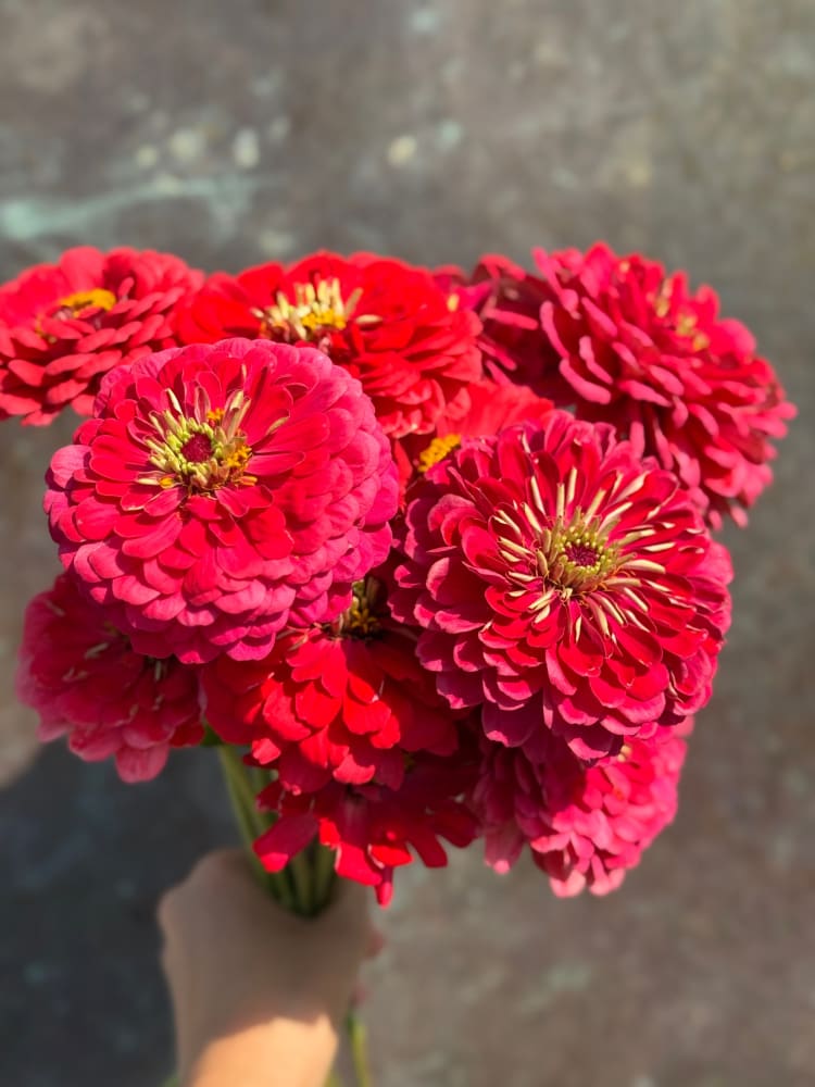 Zinnia elegans Benary's Giant Carmine therapyofflowers.com