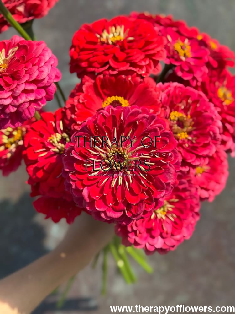 Zinnia elegans Benary's Giant Carmine therapyofflowers.com