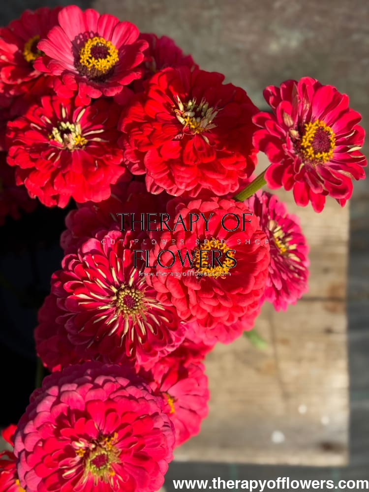 Zinnia elegans Benary's Giant Carmine therapyofflowers.com