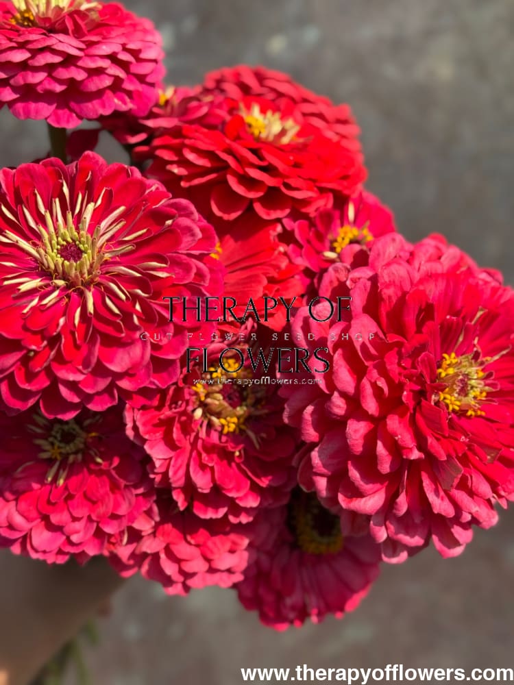 Zinnia elegans Benary's Giant Carmine therapyofflowers.com