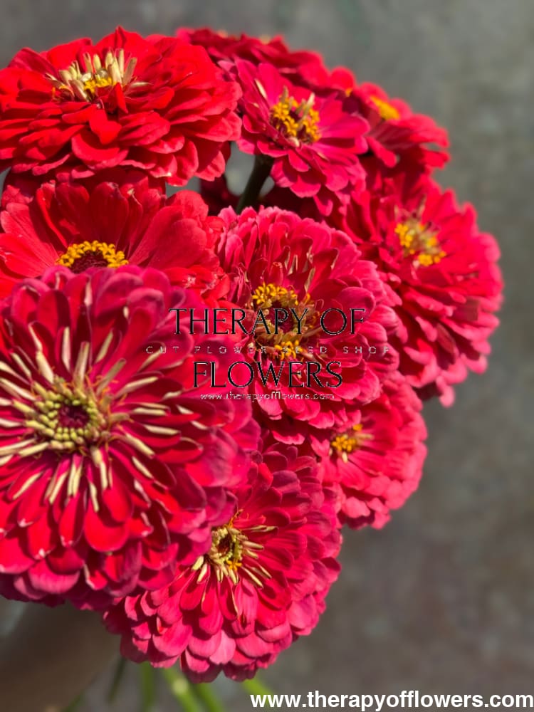 Zinnia elegans Benary's Giant Carmine therapyofflowers.com