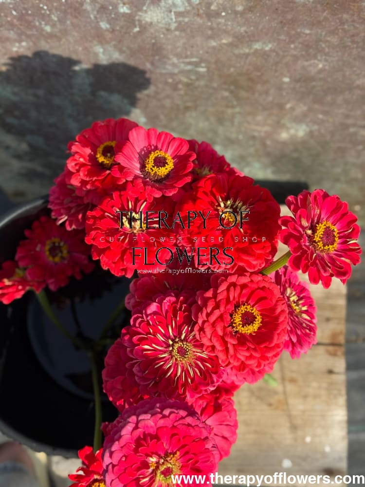 Zinnia elegans Benary's Giant Carmine therapyofflowers.com