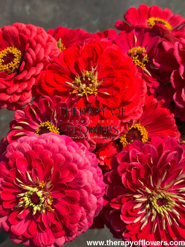 Zinnia elegans Benary's Giant Carmine therapyofflowers.com