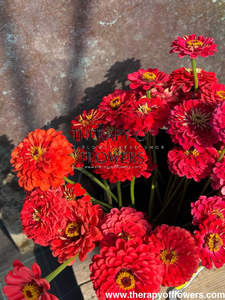 Zinnia elegans Benary's Giant Carmine therapyofflowers.com