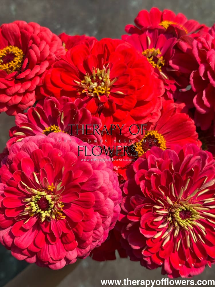 Zinnia elegans Benary's Giant Carmine therapyofflowers.com