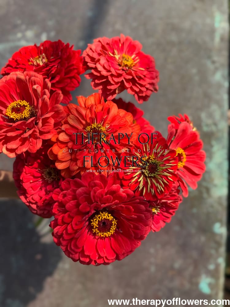 Zinnia elegans Benary's Giant Coral therapyofflowers.com