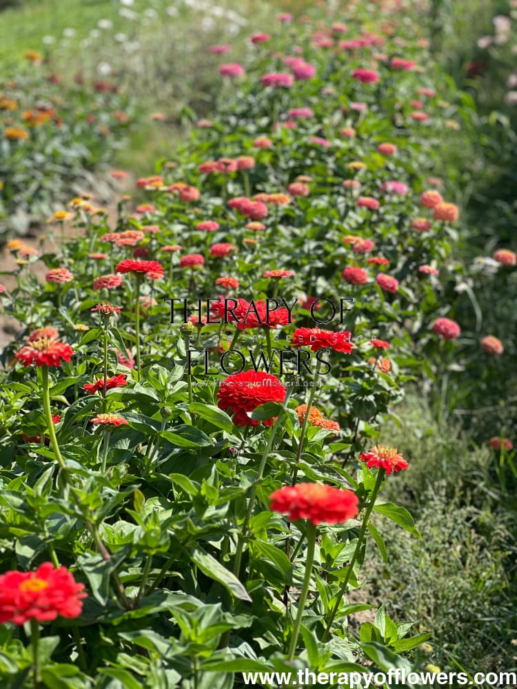 Zinnia elegans Benary's Giant 