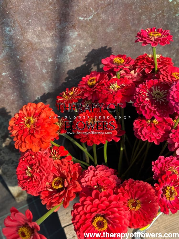 Zinnia elegans Benary's Giant Carmine therapyofflowers.com