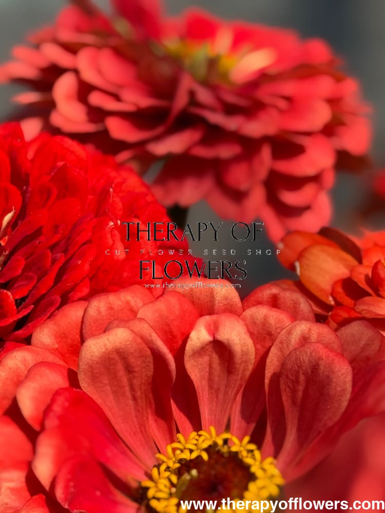 Zinnia elegans Benary's Giant Coral therapyofflowers.com