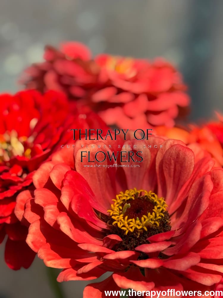 Zinnia elegans Benary's Giant Coral therapyofflowers.com