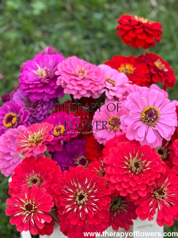 Zinnia elegans Benary's Giant Coral therapyofflowers.com