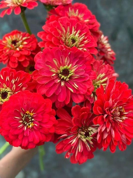 Zinnia elegans Benary's Giant Coral therapyofflowers.com