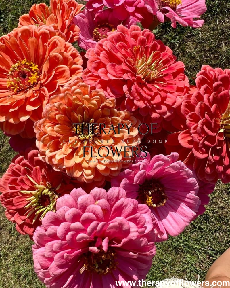 Zinnia elegans Benary's Giant Coral therapyofflowers.com