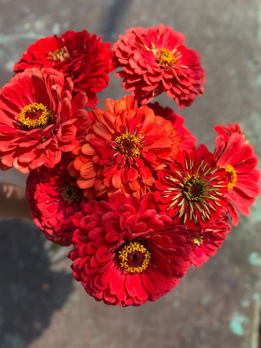 Zinnia elegans Benary's Giant Coral therapyofflowers.com