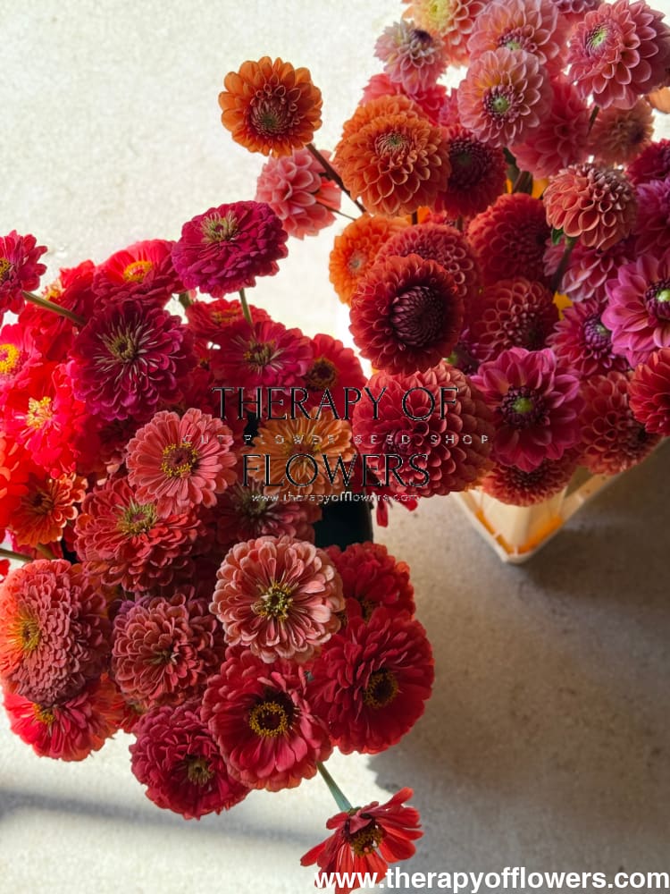 Zinnia elegans Benary's Giant Coral therapyofflowers.com