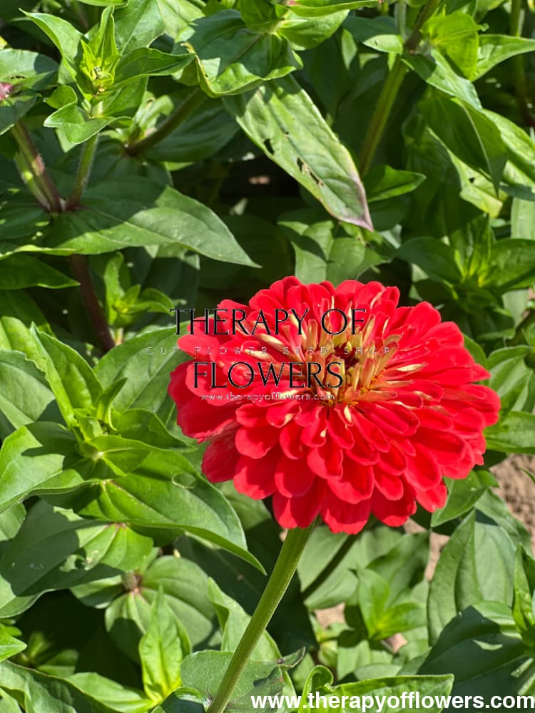 Zinnia elegans Benary's Giant Coral
