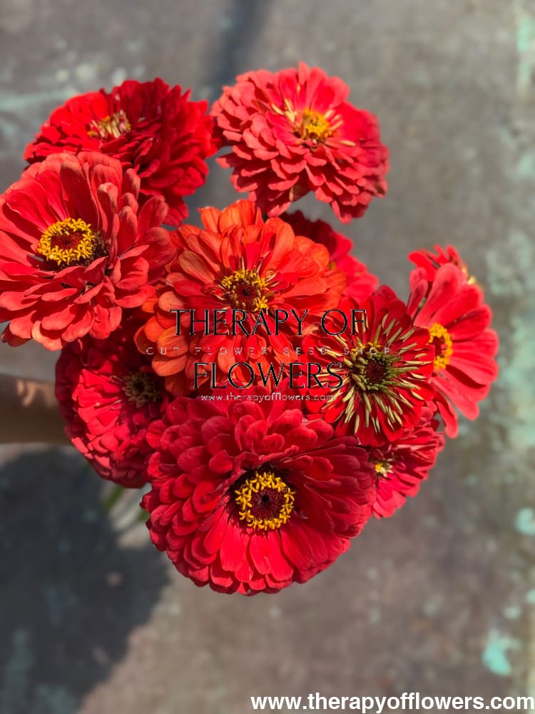 Zinnia elegans Benary's Giant Coral therapyofflowers.com