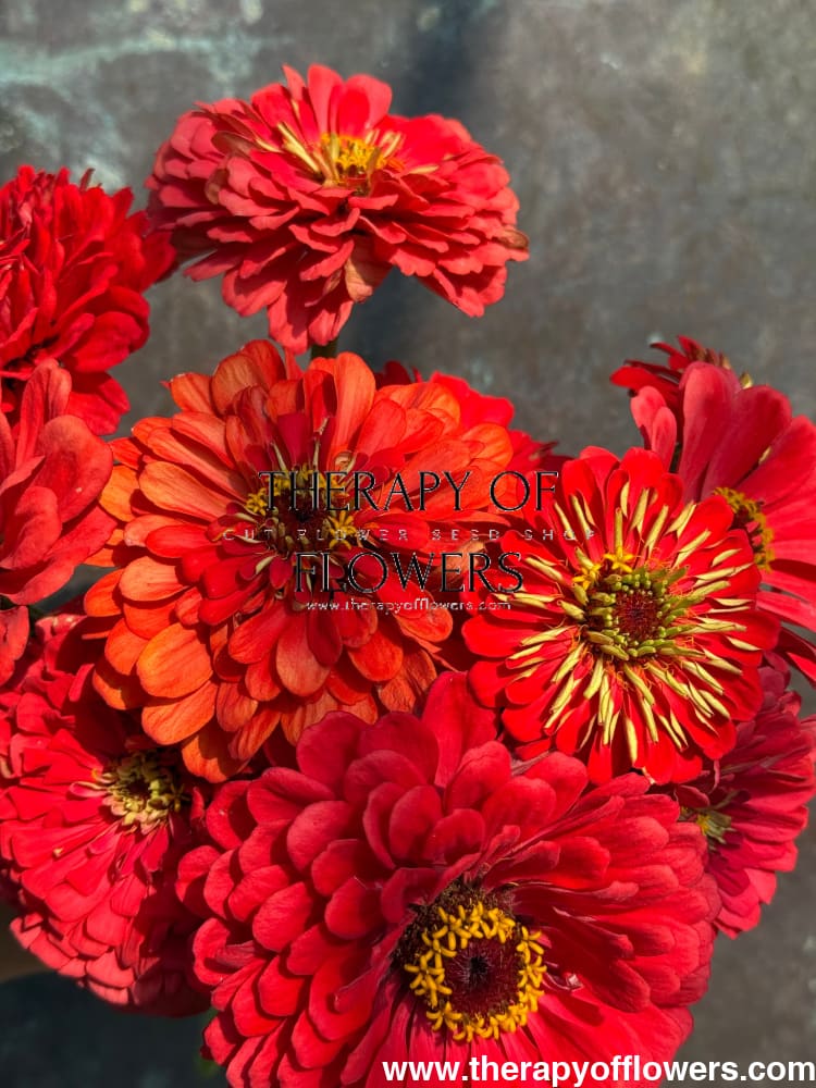 Zinnia elegans Benary's Giant Coral therapyofflowers.com