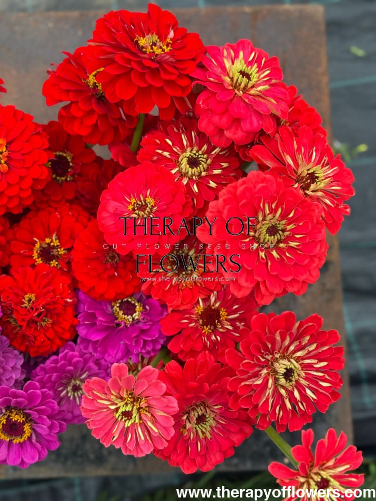 Zinnia elegans Benary's Giant Coral therapyofflowers.com