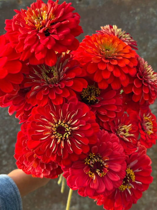 Zinnia elegans Benary's Giant Deep Red therapyofflowers.com