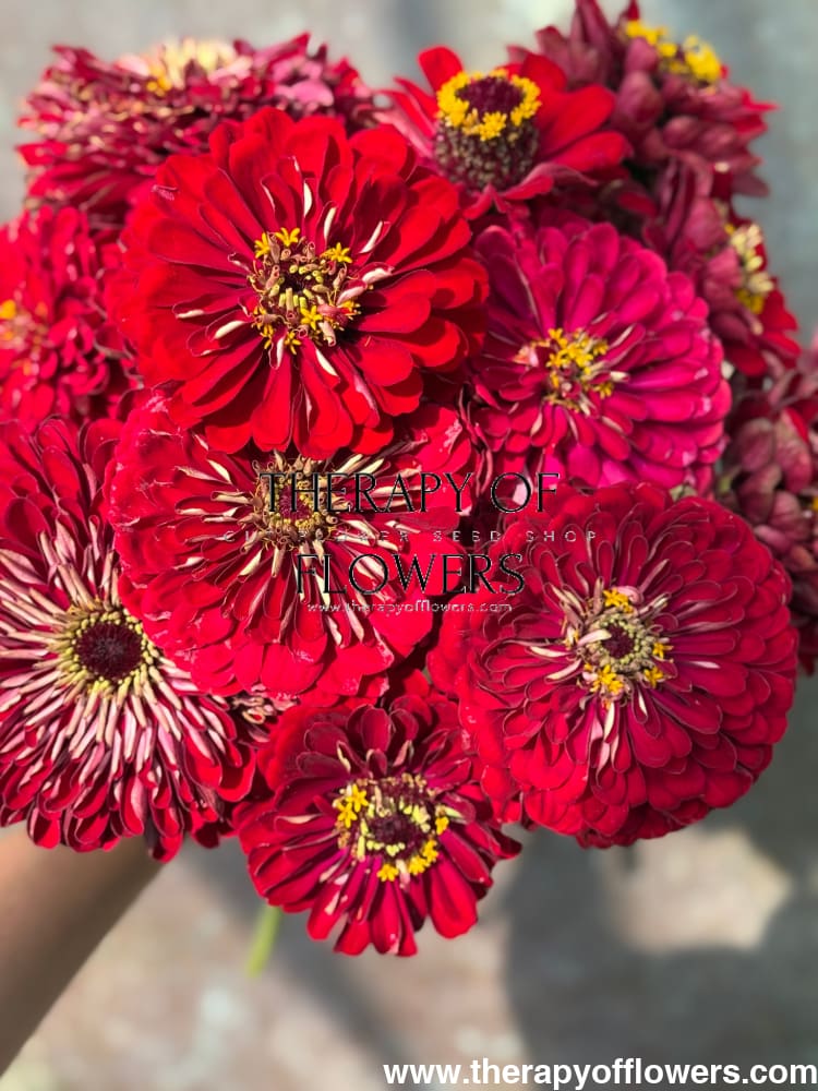 Zinnia elegans Benary's Giant Deep Red therapyofflowers.com