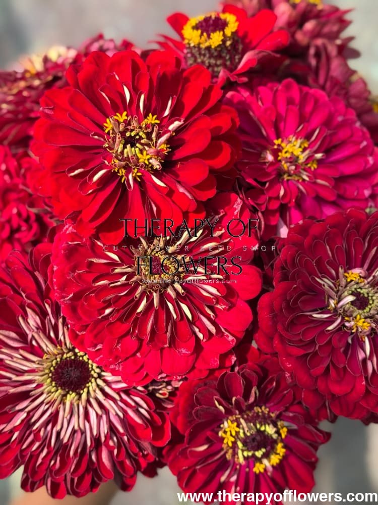Zinnia elegans Benary's Giant Deep Red therapyofflowers.com