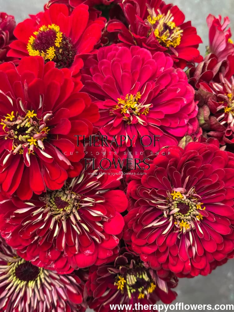 Zinnia elegans Benary's Giant Deep Red therapyofflowers.com